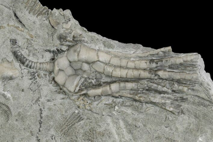 Crinoid (Decadocrinus) Fossil - Crawfordsville, Indiana #130170